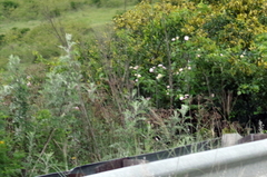 Berkheya bipinnatifida