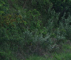 Dalechampia capensis