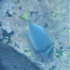 Prionurus laticlavius