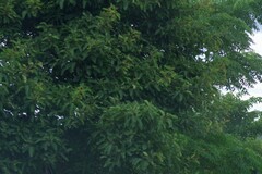 Ficus sur