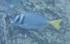 Prionurus laticlavius