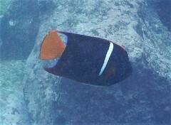 Holacanthus passer