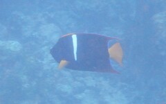 Holacanthus passer