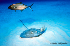 Caranx ruber