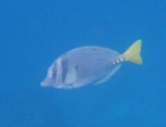 Prionurus laticlavius