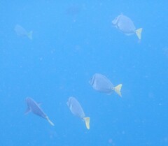 Prionurus laticlavius