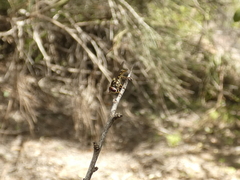 Allograpta hortensis