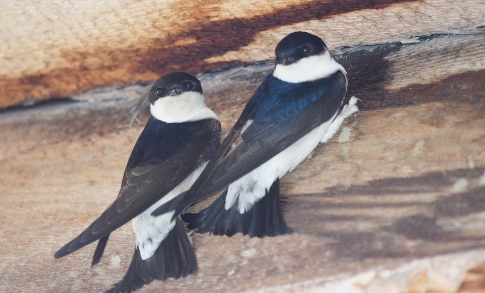 Siberian House Martin