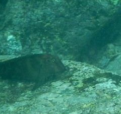 Ophioblennius steindachneri