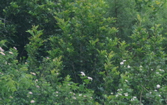 Hippobromus pauciflorus