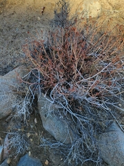 Eriogonum elatum