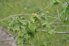Abutilon grandifolium