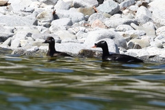 Melanitta stejnegeri
