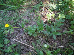 Potentilla thuringiaca