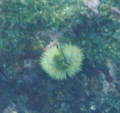 Lytechinus semituberculatus