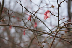 Vaccinium elliottii