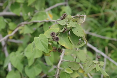 Abutilon grandifolium
