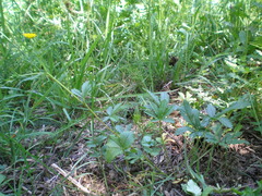 Potentilla thuringiaca