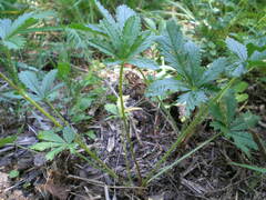 Potentilla thuringiaca