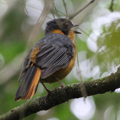 Cossypha dichroa dichroa