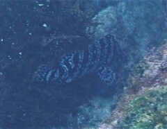 Dermatolepis dermatolepis