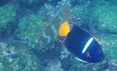 Holacanthus passer