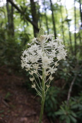 Xerophyllum asphodeloides
