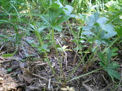 Potentilla thuringiaca