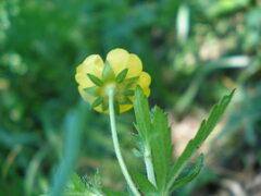 Potentilla thuringiaca