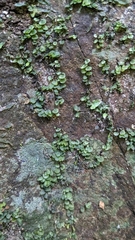 Trichomanes beccarianum