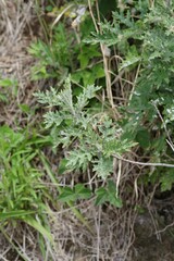 Berkheya bipinnatifida