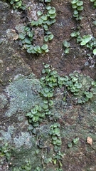 Trichomanes beccarianum