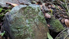 Trichomanes beccarianum