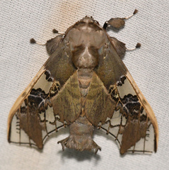 Parathyris cedonulli