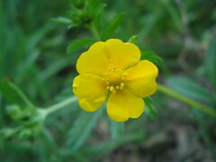Potentilla thuringiaca