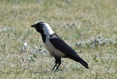 Corvus dauuricus