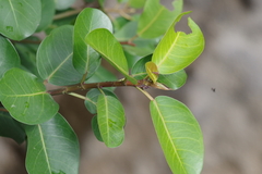 Ficus burkei