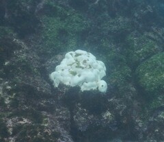 Porites