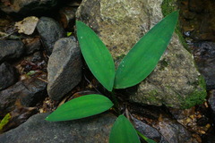 Orontium aquaticum