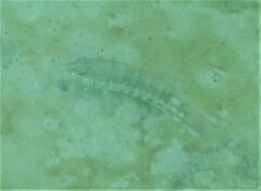 Serranus psittacinus