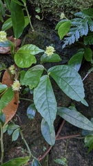 Elatostema hirtellipedunculatum