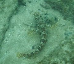 Gobioclinus dendriticus