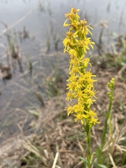 Solidago virgata
