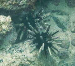 Eucidaris galapagensis