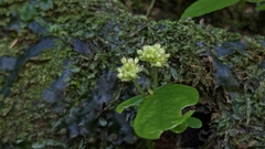 Elatostema hirtellipedunculatum