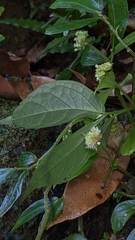 Elatostema hirtellipedunculatum