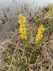 Solidago virgata