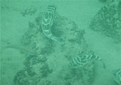 Sphoeroides annulatus