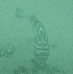 Sphoeroides annulatus