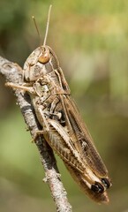 Stenobothrus fischeri